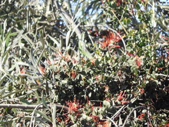 Tristerix corymbosus