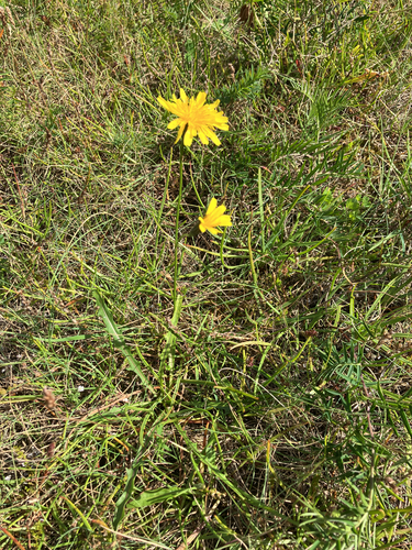 Autumn Hawkbit