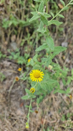 Common Fleabane