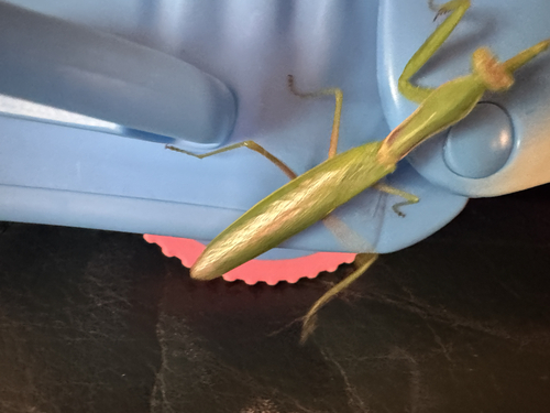 Transcaucasian Giant Mantis