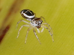 Cosmophasis baehrae