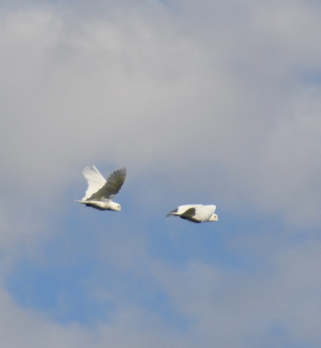 Little Corella