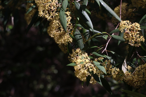 Pomaderris argyrophylla observed 2026-08-23