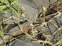 Pseudemoia rawlinsoni