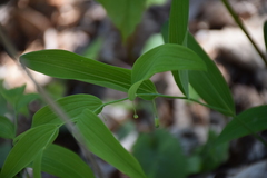 Polygonatum biflorum biflorum