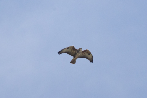 iNaturalist image