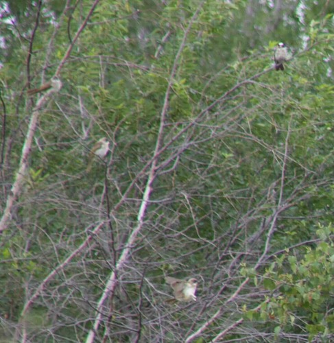 Light-vented Bulbul