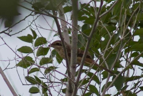 Brown Shrike