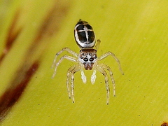Cosmophasis baehrae