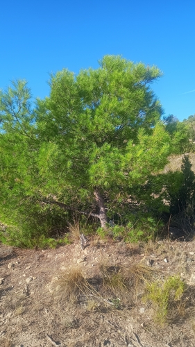 Aleppo pine