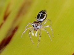 Cosmophasis baehrae