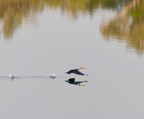 iNaturalist image