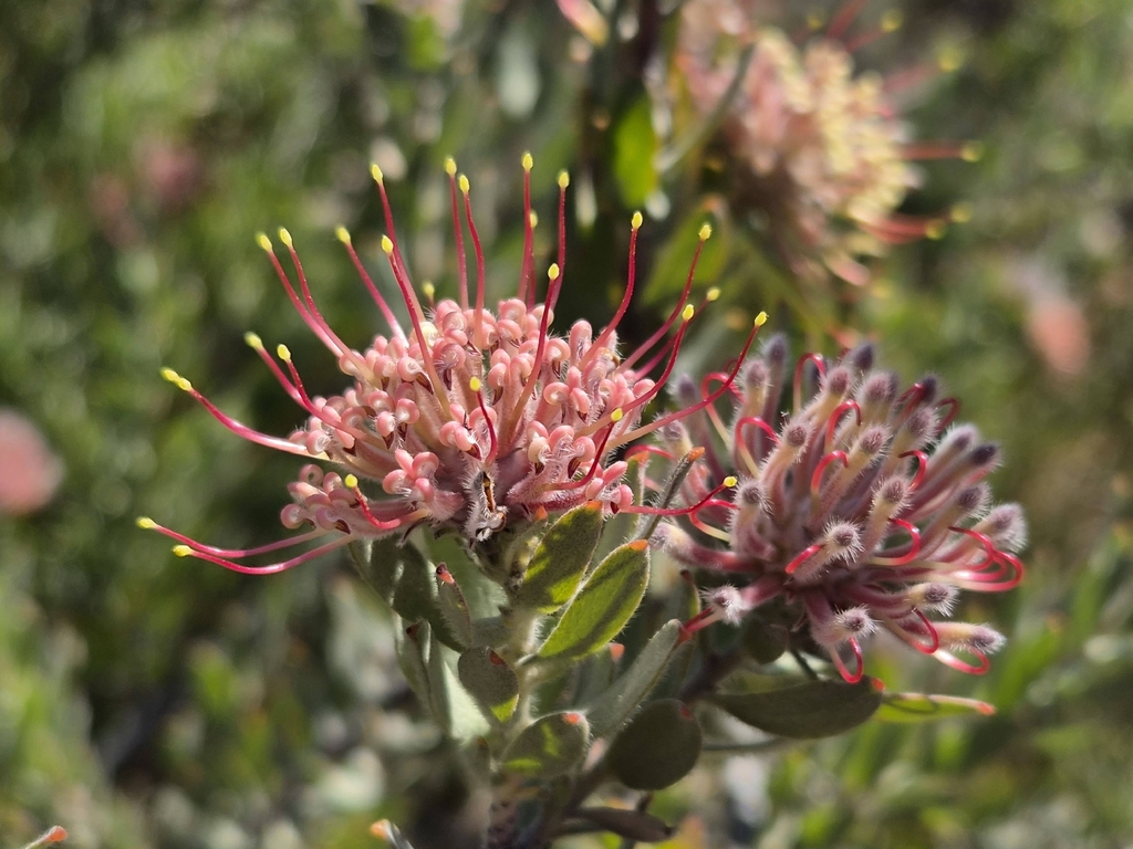Leucospermum calligerum; photograph (c) marius, some rights reserved (CC BY)