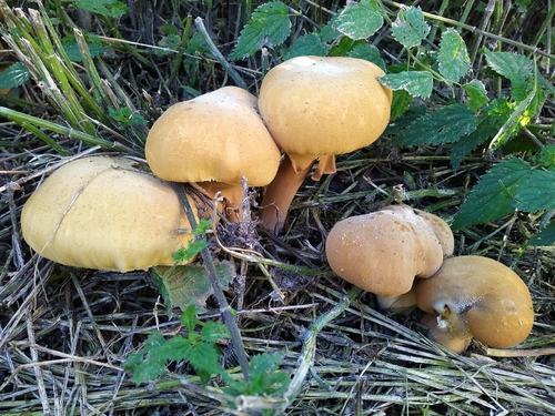 Golden Cap