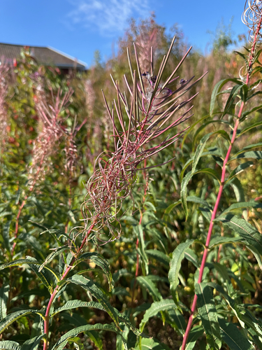 fireweed