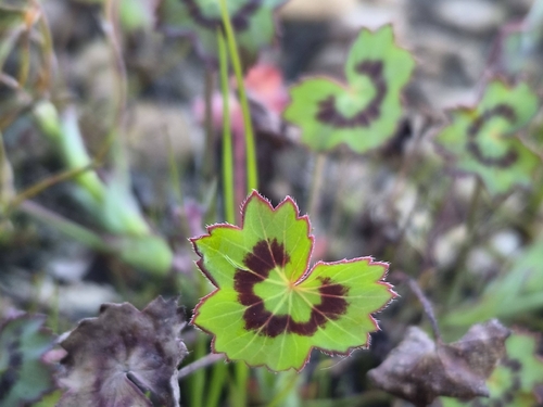 Pelargonium tabulare, photograph 2