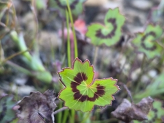 (c) marius, some rights reserved (CC BY) Pelargonium tabulare, photograph (c) marius, some rights reserved (CC BY)