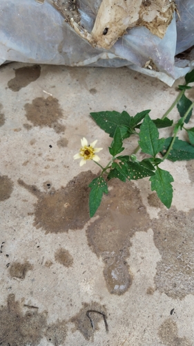 Tridax Daisy