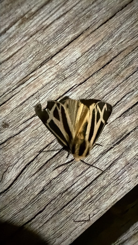 Nais Tiger Moth (Apantesis nais)