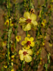 Verbascum sinuatum