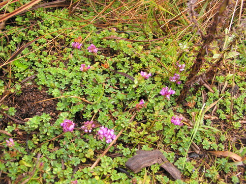 Trifolium cryptopodium image