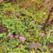 Trifolium cryptopodium - Photo (c) Berit Gehrke, algunos derechos reservados (CC BY-NC), uploaded by Berit Gehrke