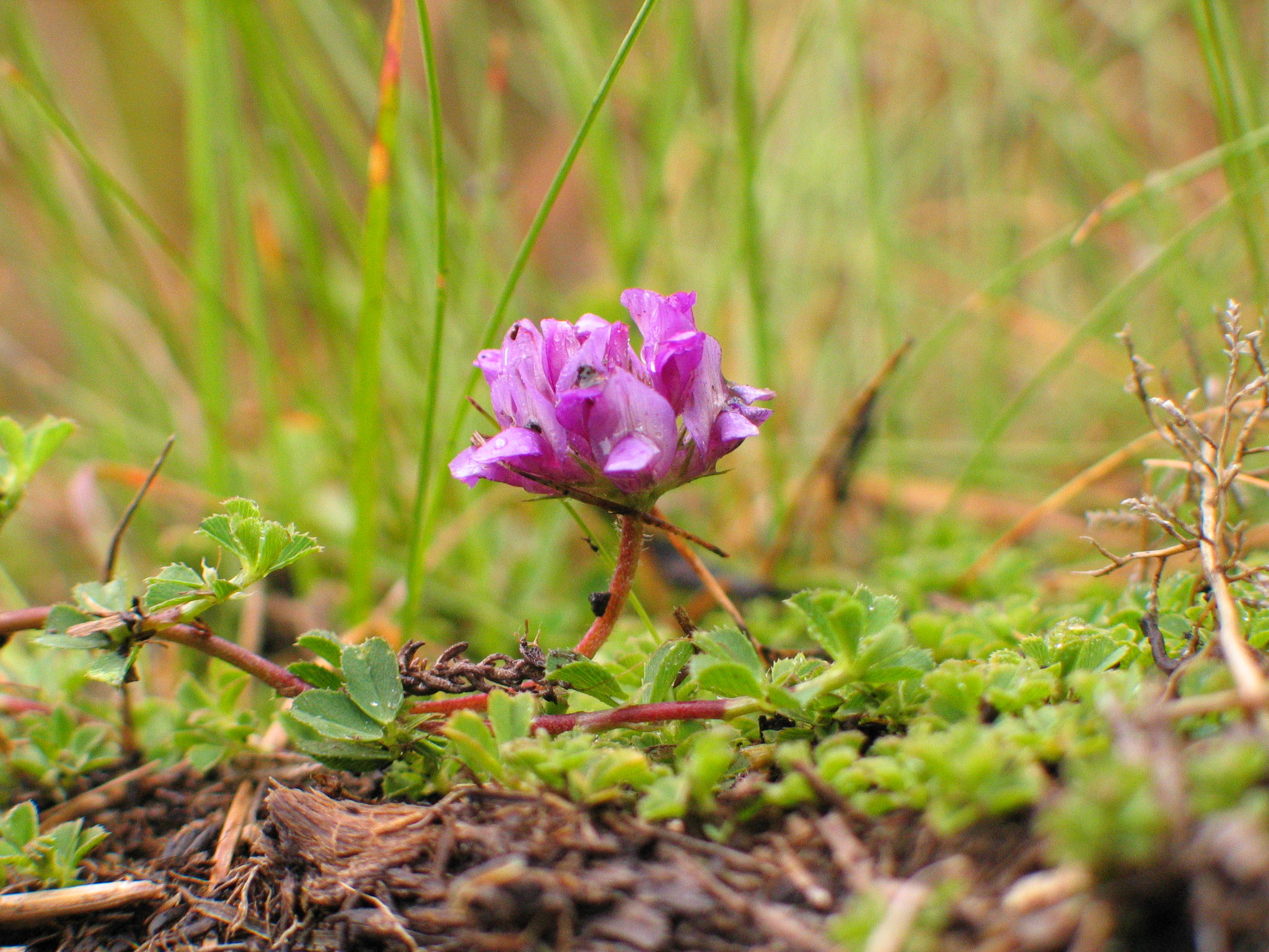 Trifolium cryptopodium
