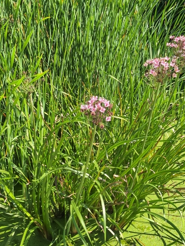 Flowering-rush