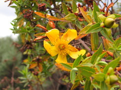 Hypericum revolutum