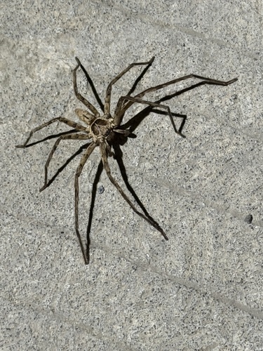 Pantropical Huntsman Spider