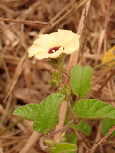 Gold Dwarf Morning Glory