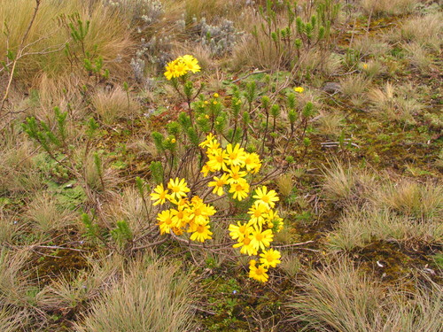 Euryops brownei image