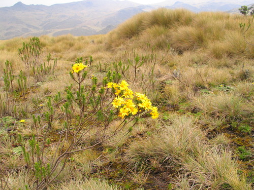 Euryops brownei image