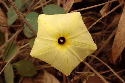 Obscure Morning Glory
