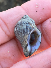 Acanthinucella