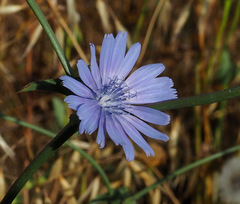 Cichorium endivia