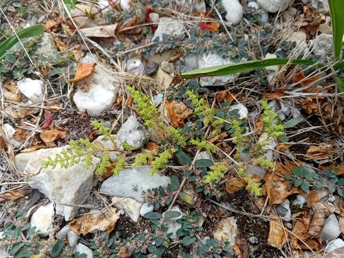 hairy rupturewort
