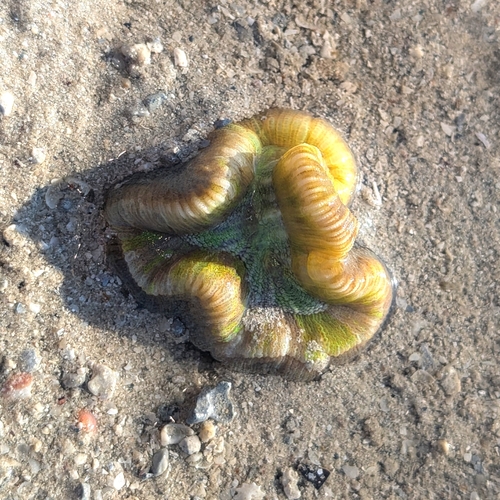 Trachyphyllia geoffroyi observed 2026-08-27