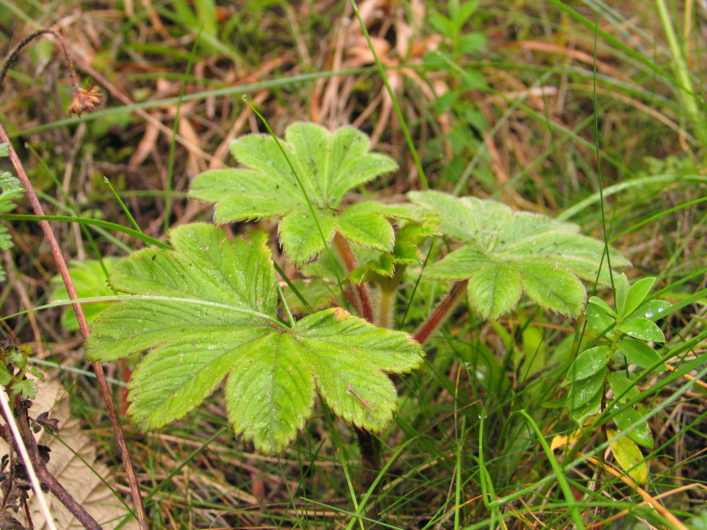Alchemilla fischeri