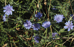 Cichorium endivia