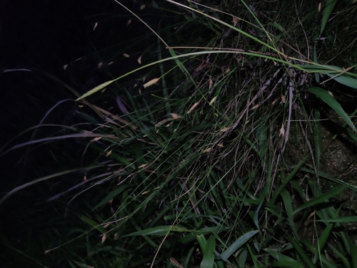 Fimbristylis tristachya observed 2026-08-27