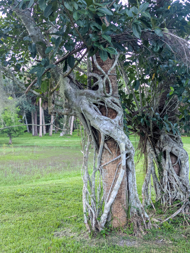 Ficus aurea