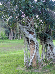 Ficus aurea