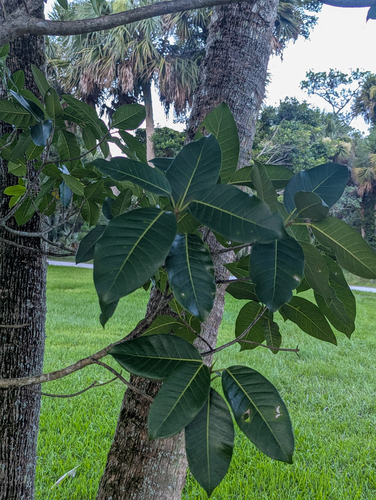Ficus aurea, photograph 2