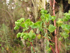 Euphorbia schimperiana