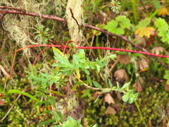 Euphorbia schimperiana