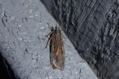 Scoparia indistinctalis