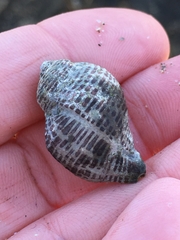 Acanthinucella