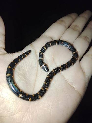 Red Cylinder Snake