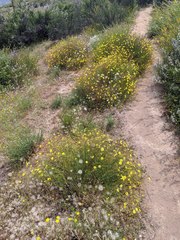 Crocanthemum aldersonii